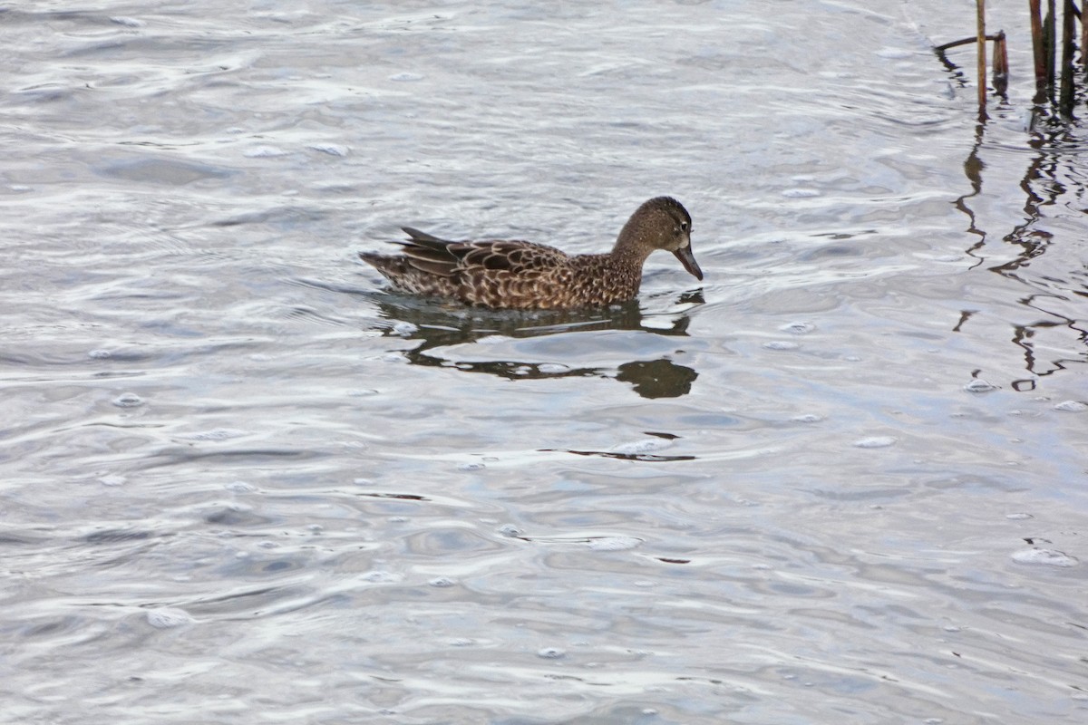 Blue-winged Teal - ML203054751