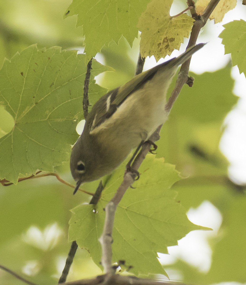 Ruby-crowned Kinglet - Willie D'Anna