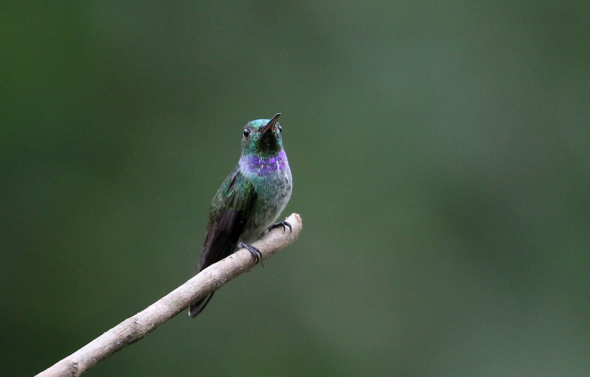 Blue-chested Hummingbird - Jay McGowan