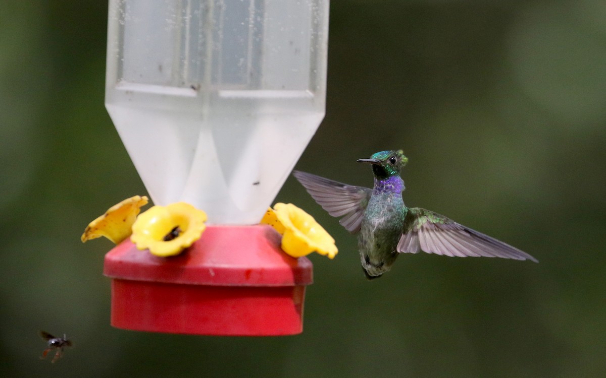 Blue-chested Hummingbird - ML203070021