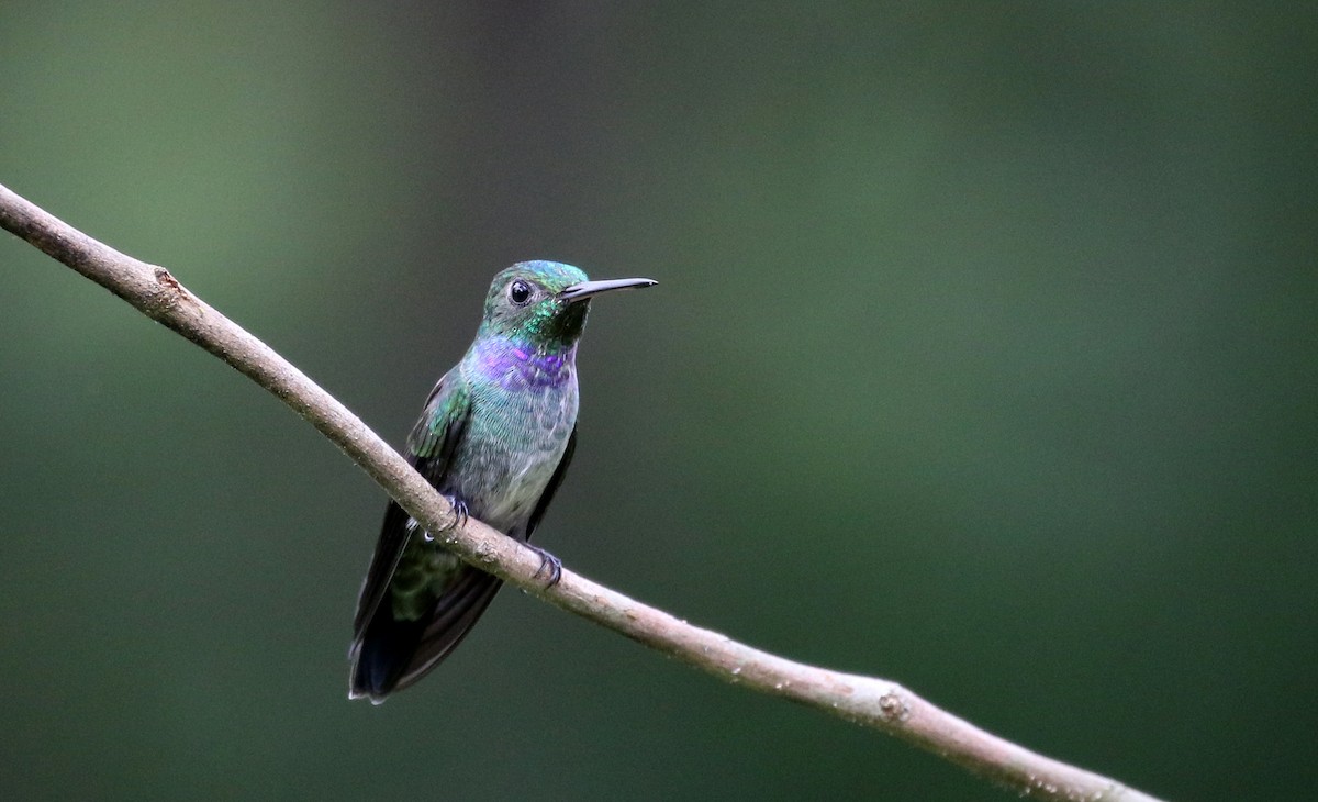 Blue-chested Hummingbird - Jay McGowan