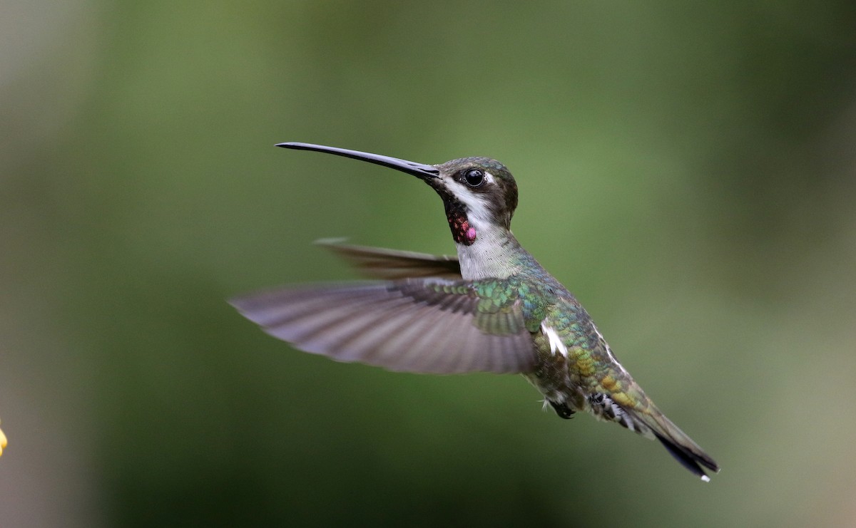 kolibřík hvězdohrdlý - ML203070621