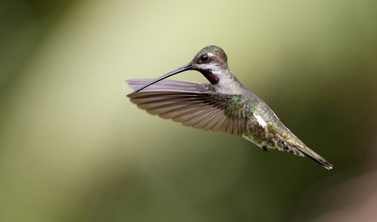 kolibřík hvězdohrdlý - ML203071061