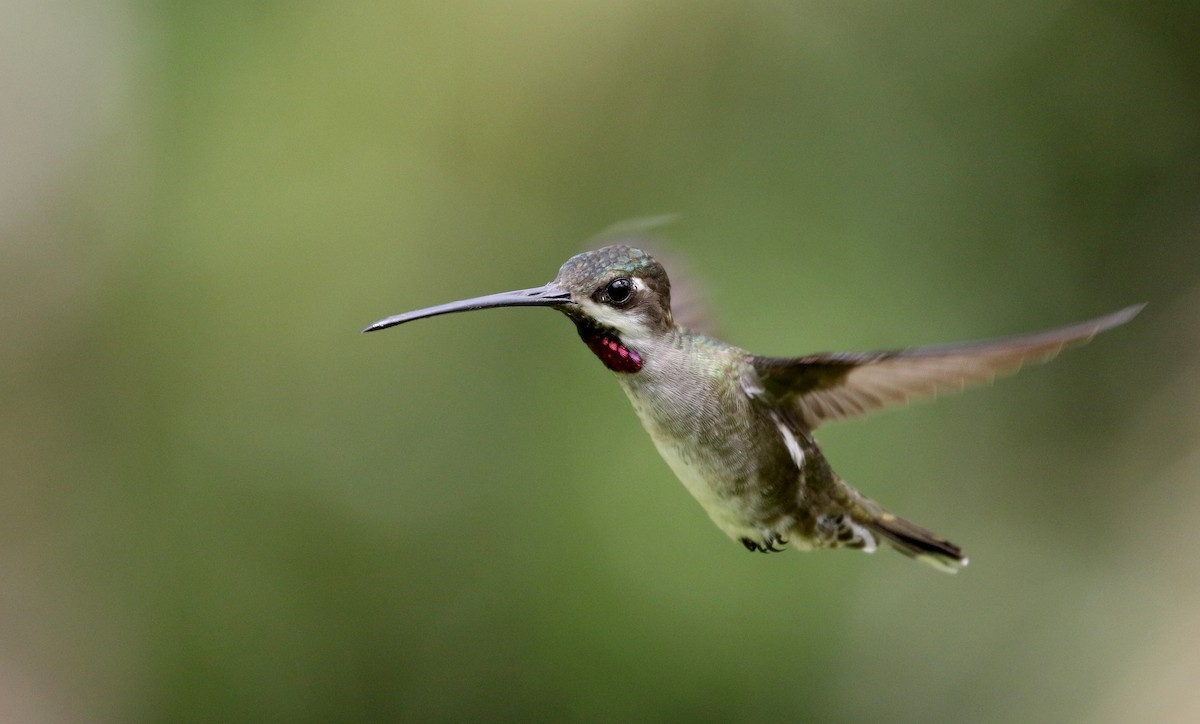 kolibřík hvězdohrdlý - ML203071071