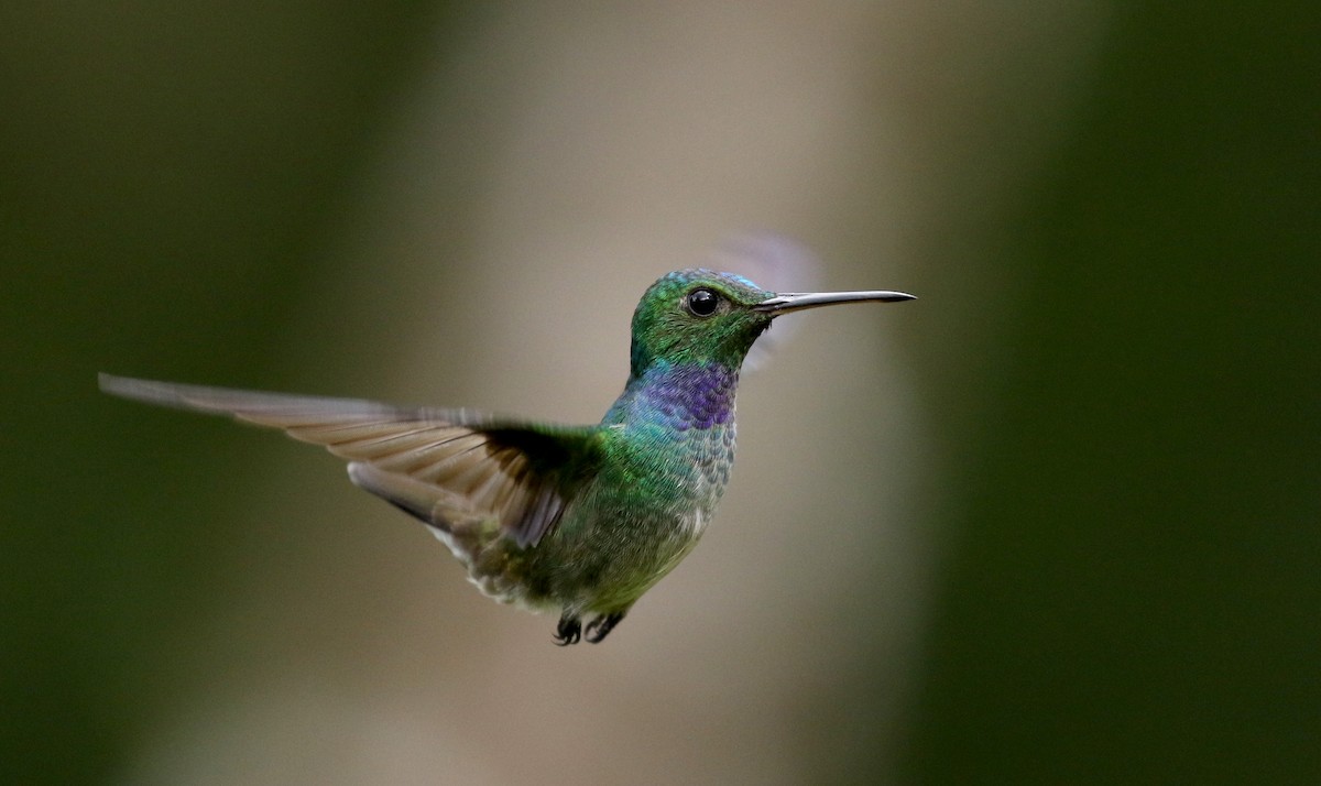 kolibřík modroprsý - ML203071371