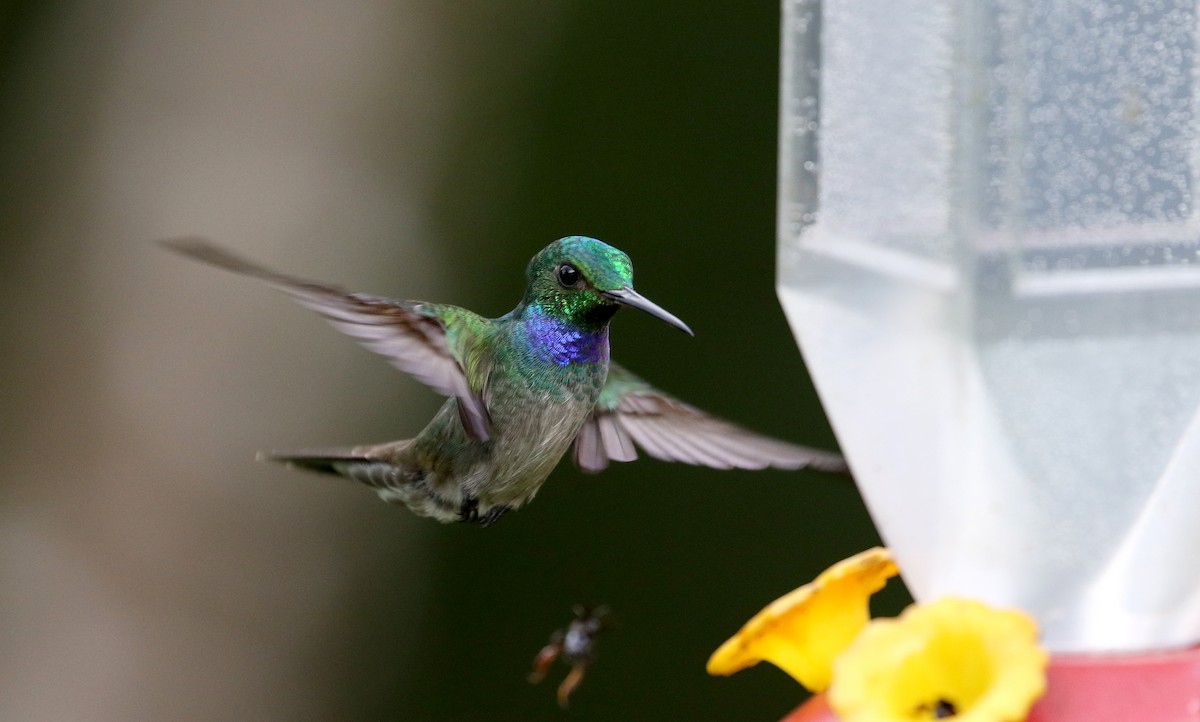 Blue-chested Hummingbird - ML203071411