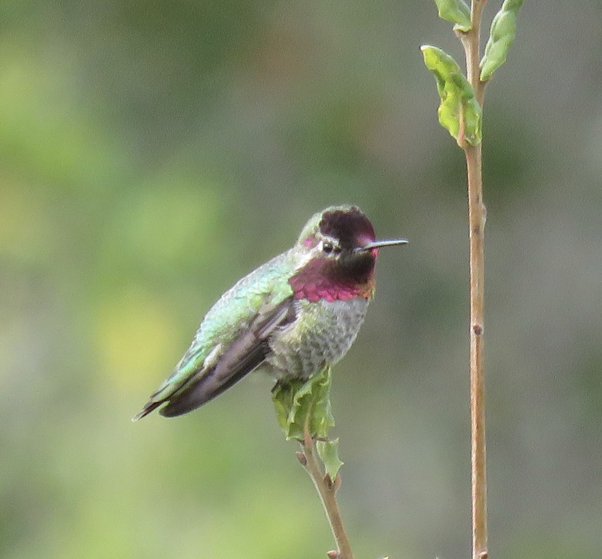 Anna's Hummingbird - George Chrisman