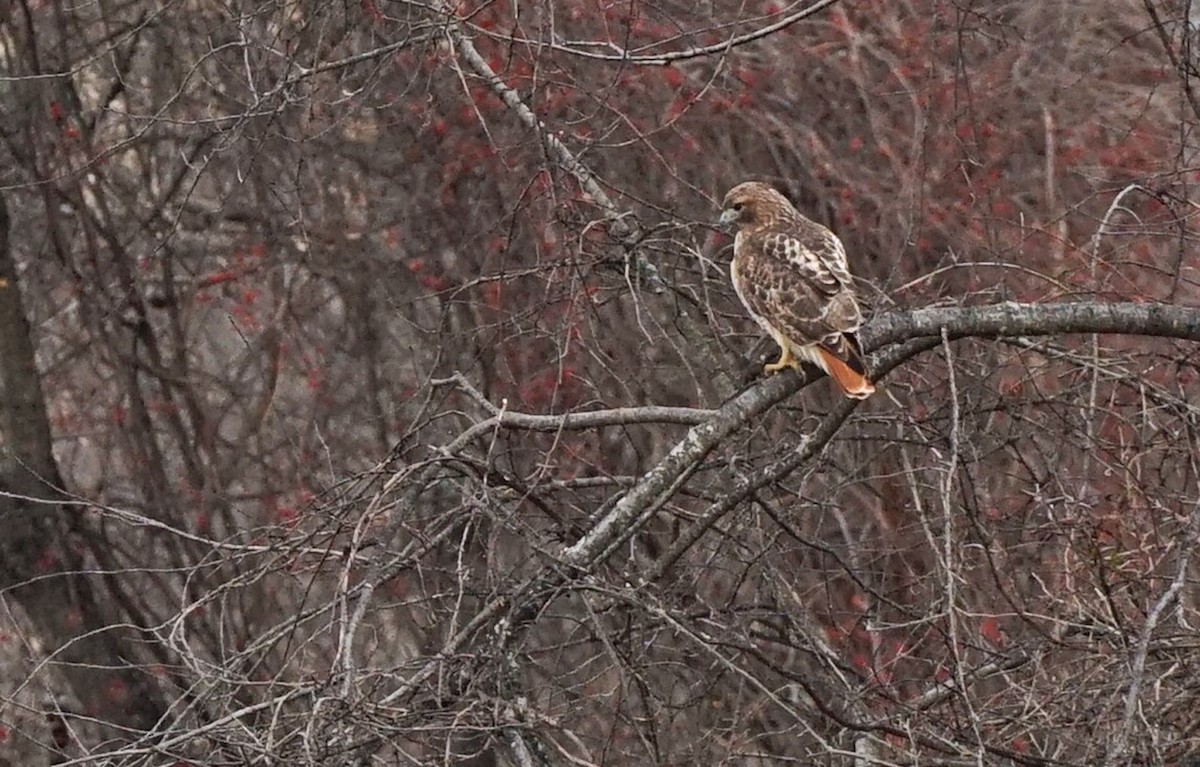 Red-tailed Hawk (borealis) - ML203071701