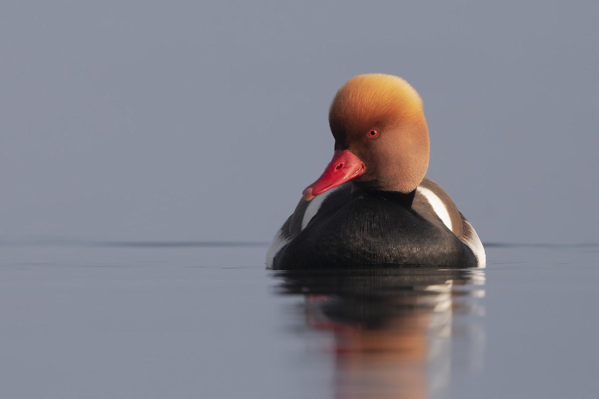 Red-crested Pochard - Marco Valentini