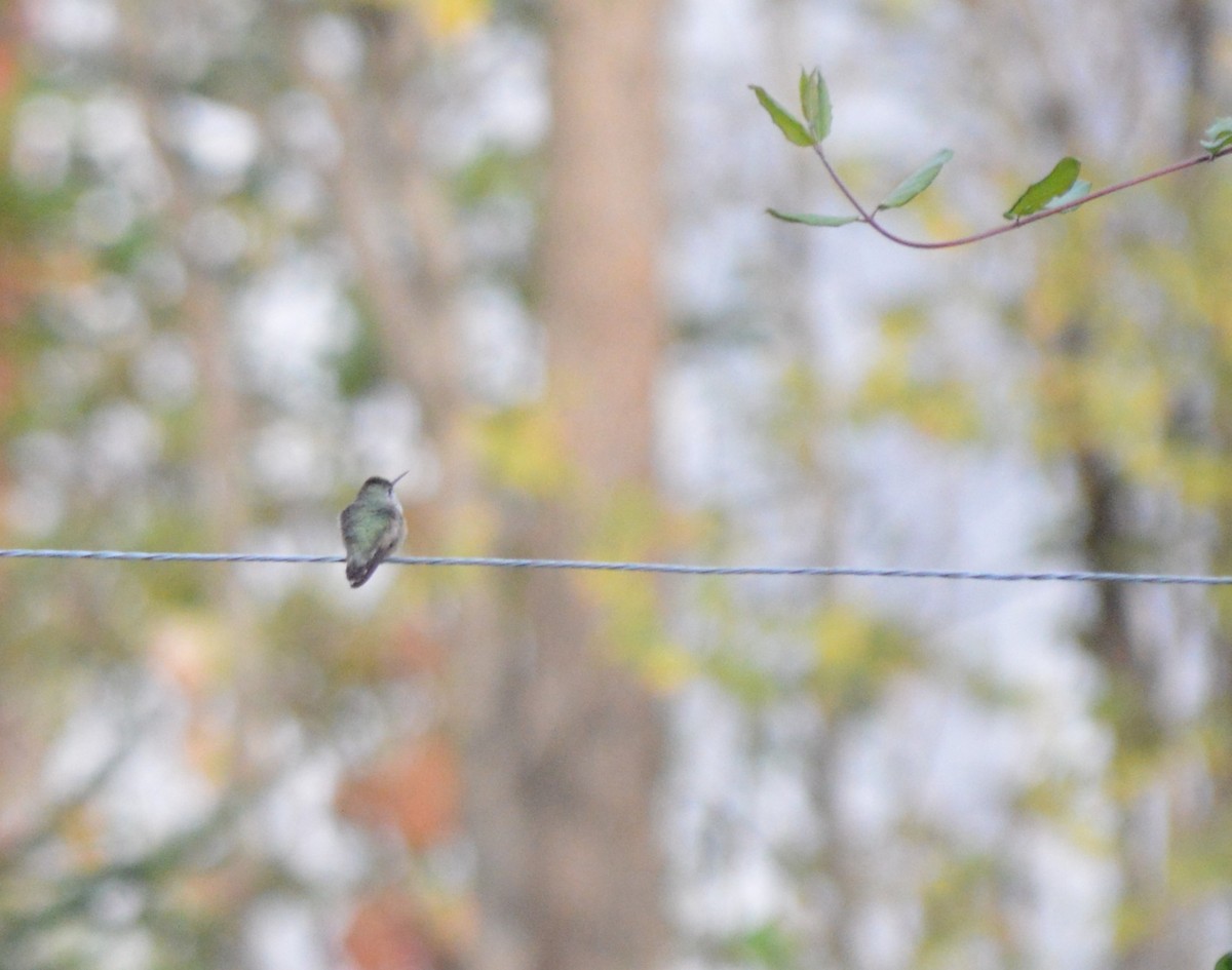 Calliope Hummingbird - ML203074631