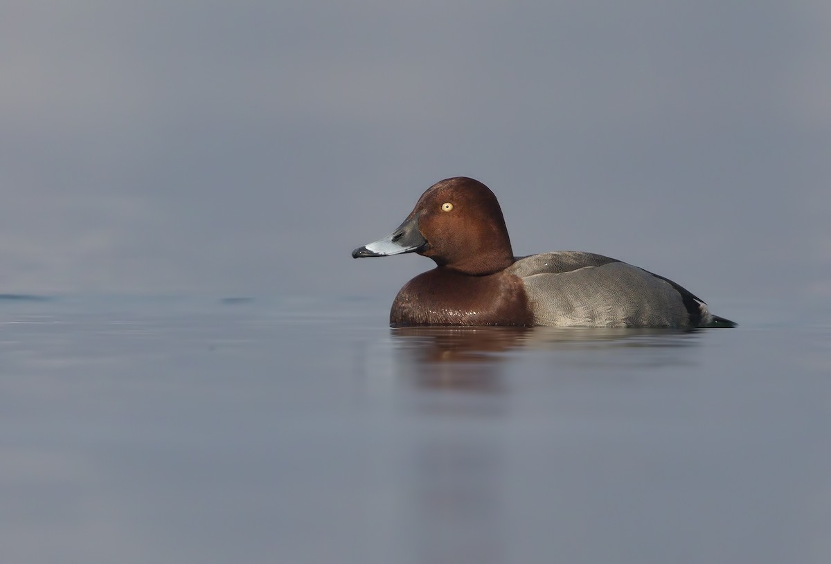 Common Pochard x Ferruginous Duck (hybrid) - ML203075051