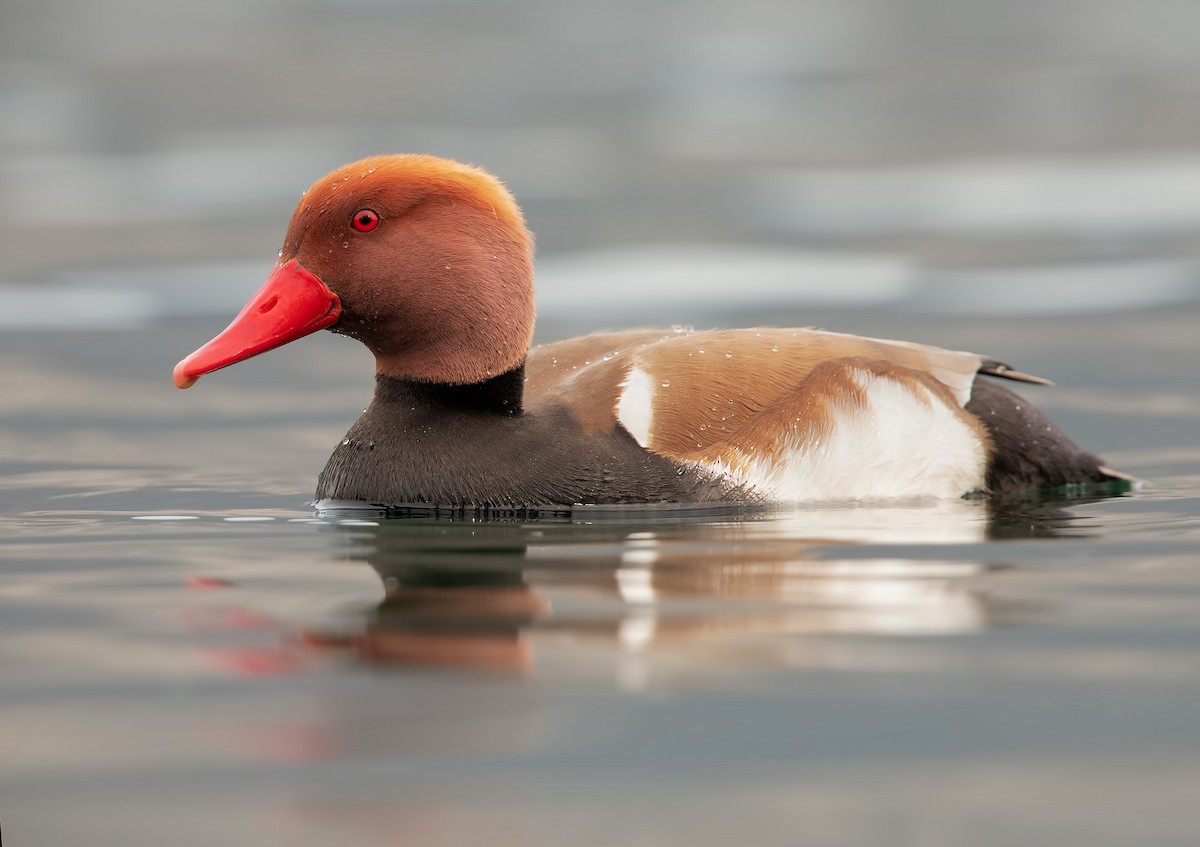 Red-crested Pochard - Marco Valentini