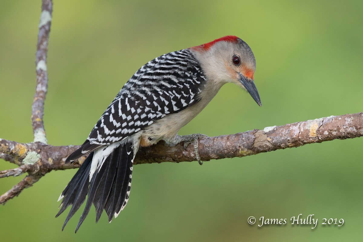 Red-bellied Woodpecker - ML203078851