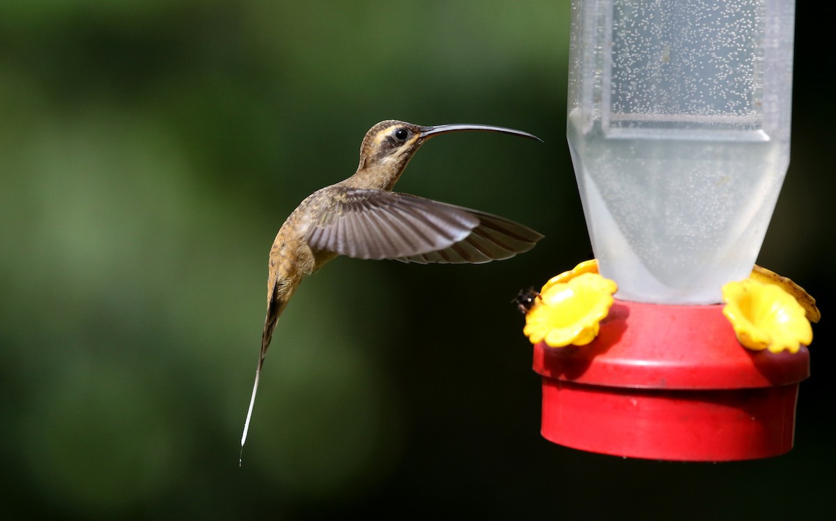 Long-billed Hermit (Central American) - ML203082621