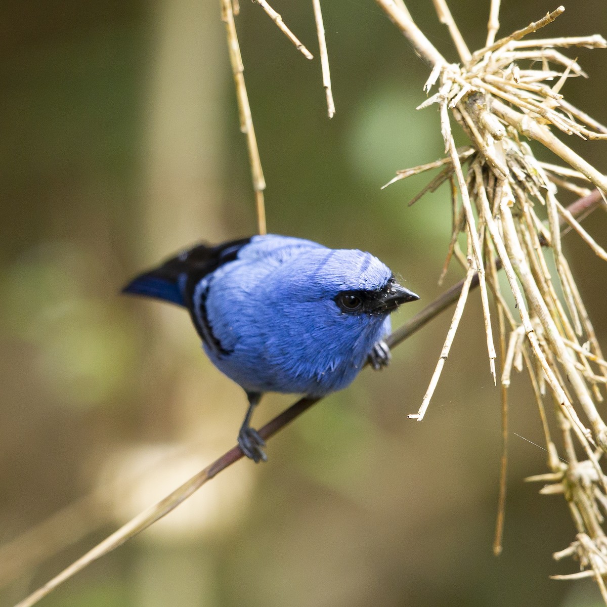 Blue-and-black Tanager - ML203089911