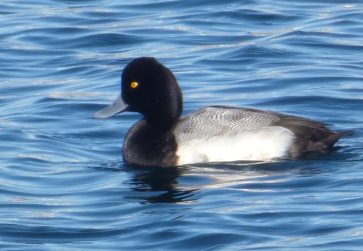 Greater Scaup - ML203091551