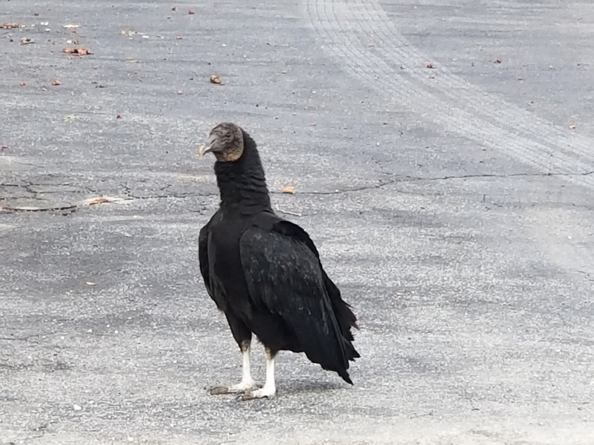 Black Vulture - J Kleinsasser