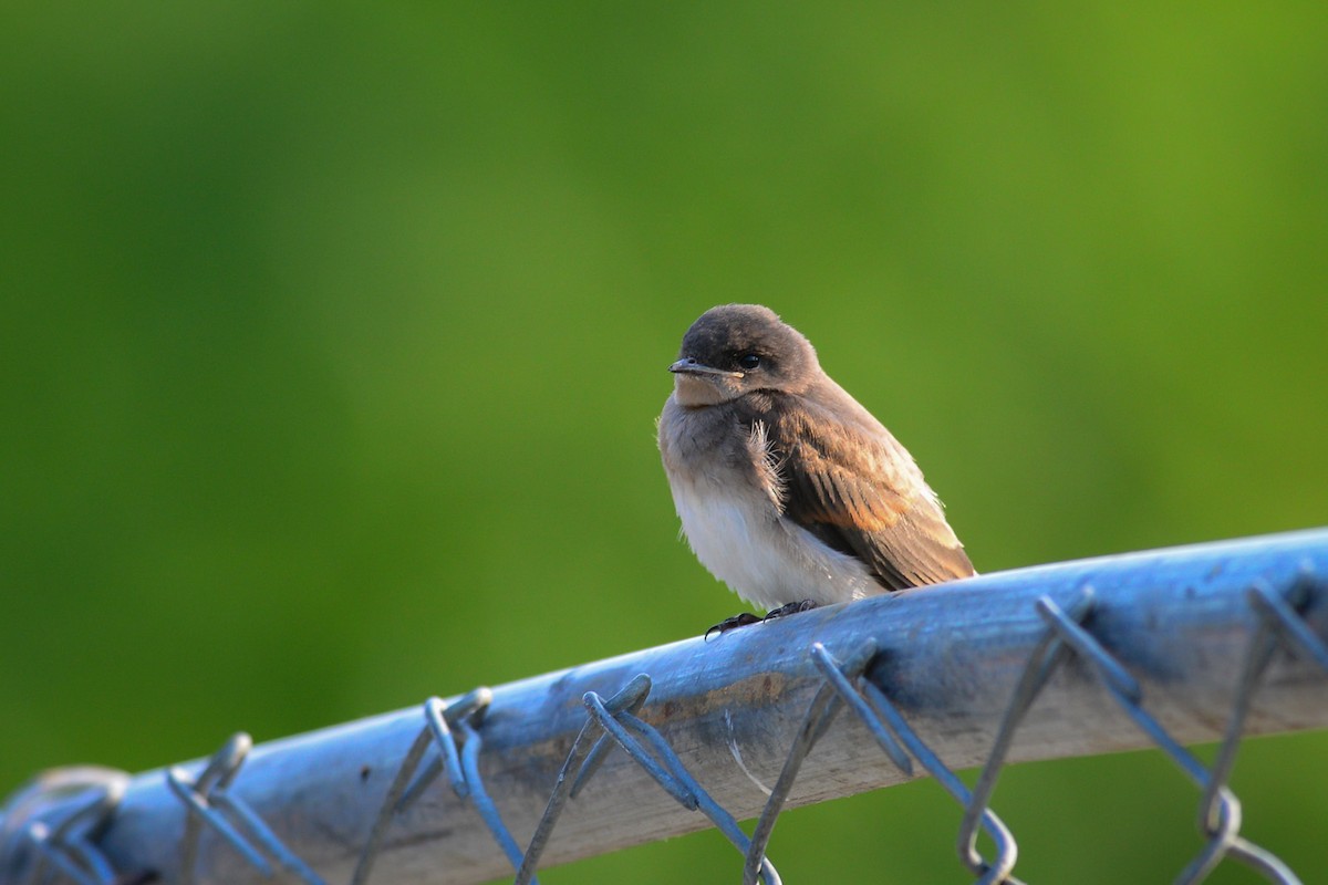 Northern Rough-winged Swallow - George Chiu