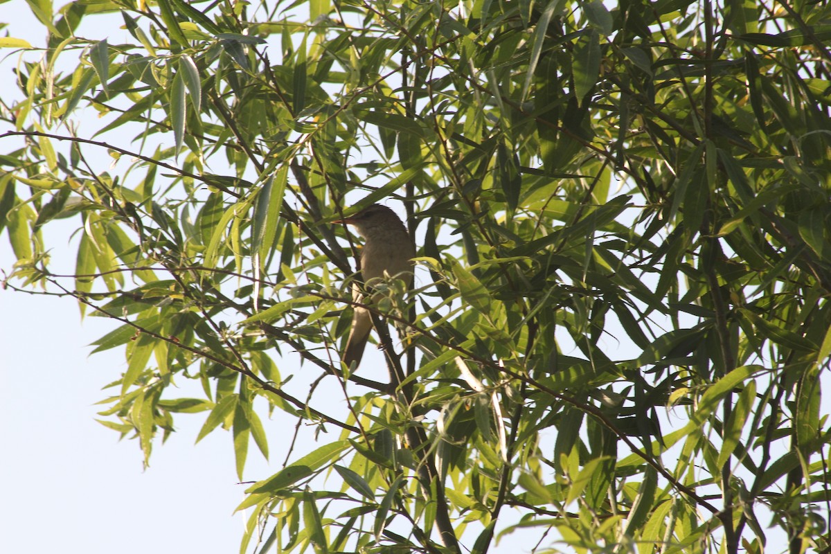 Oriental Reed Warbler - ML20309381