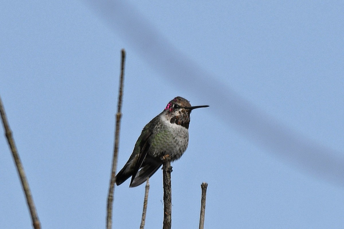 Anna's Hummingbird - ML203095901