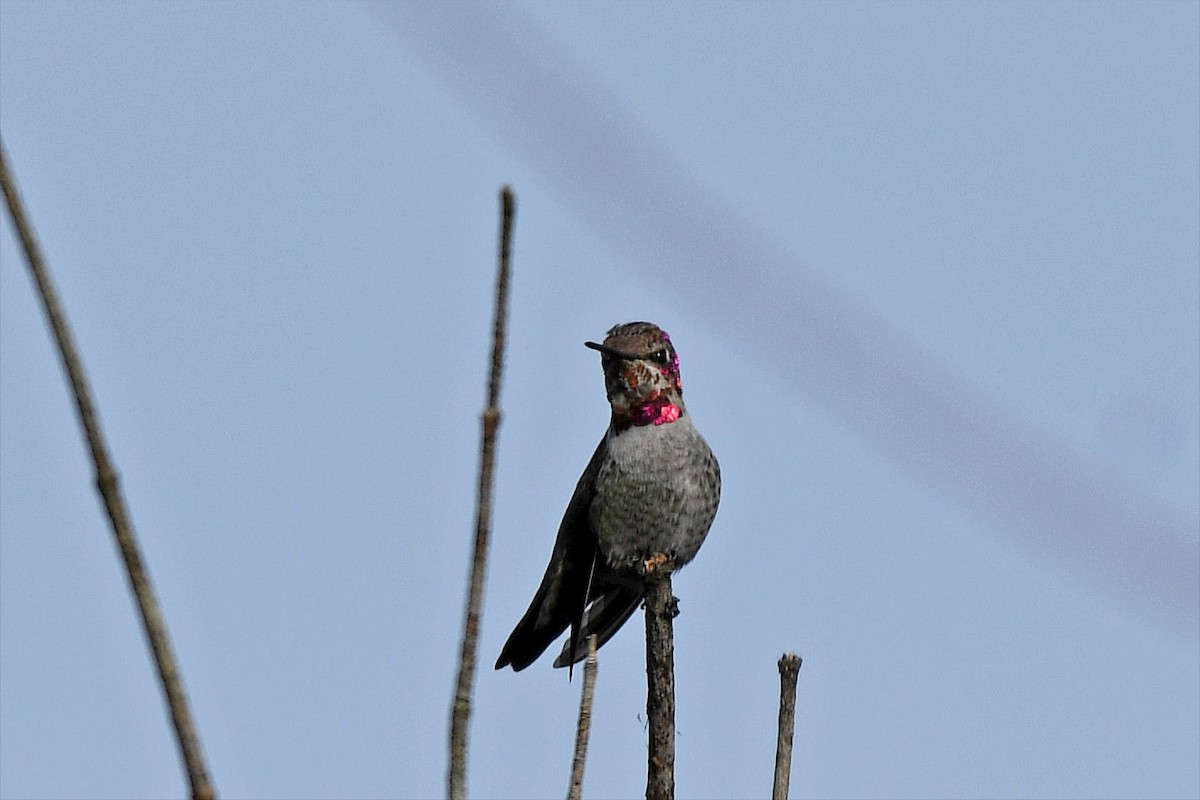 Anna's Hummingbird - ML203095911