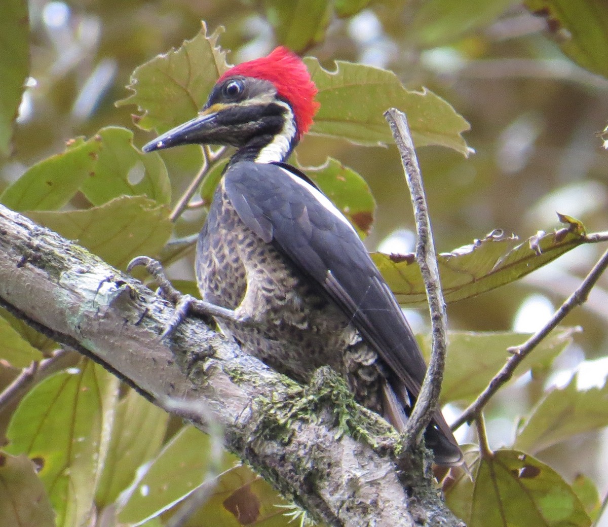 Lineated Woodpecker - Howard Laidlaw