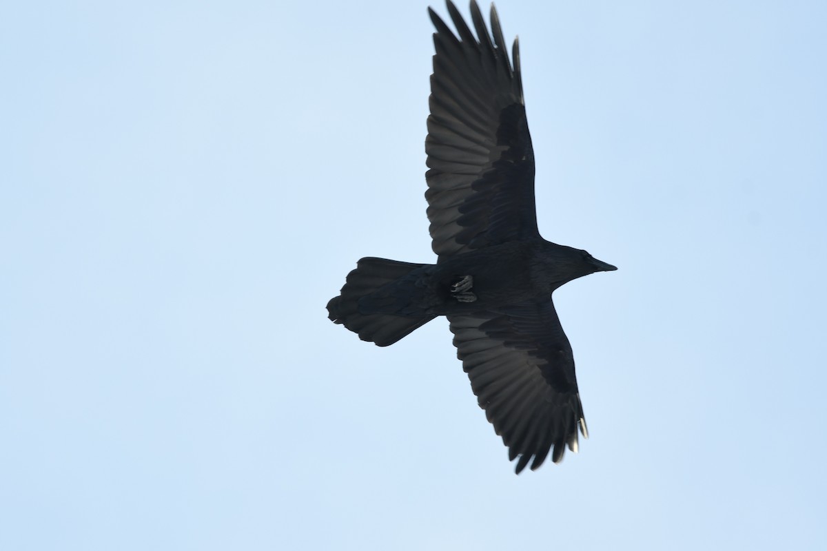 Common Raven - Lyne Charron