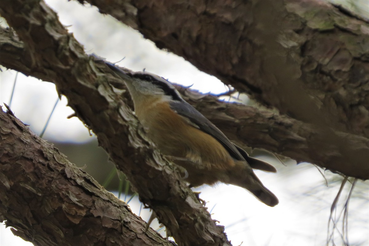Red-breasted Nuthatch - ML203104211
