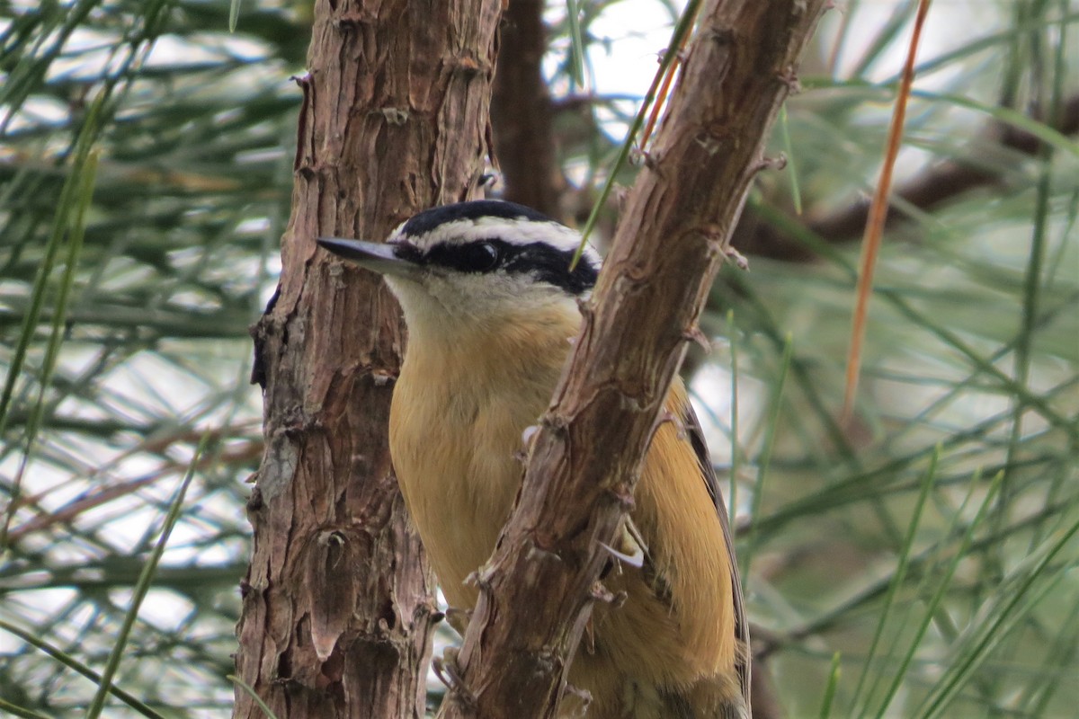 Red-breasted Nuthatch - ML203104221