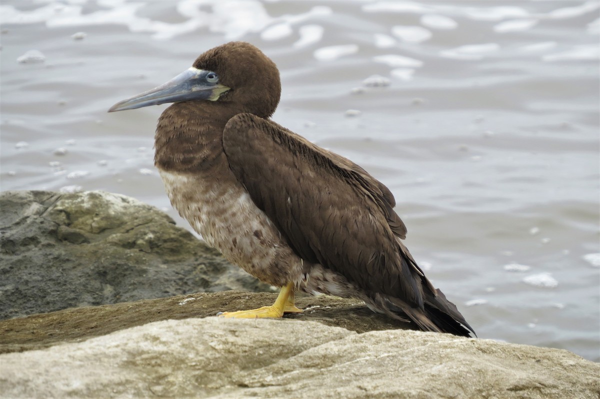 Brown Booby - ML203105541