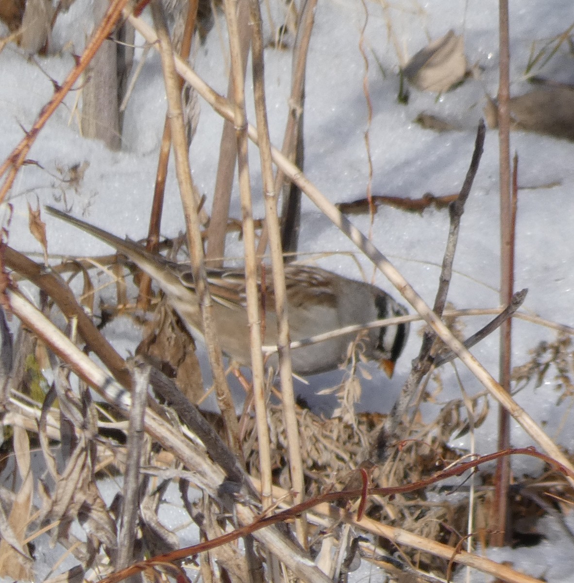 White-crowned Sparrow - ML203114031