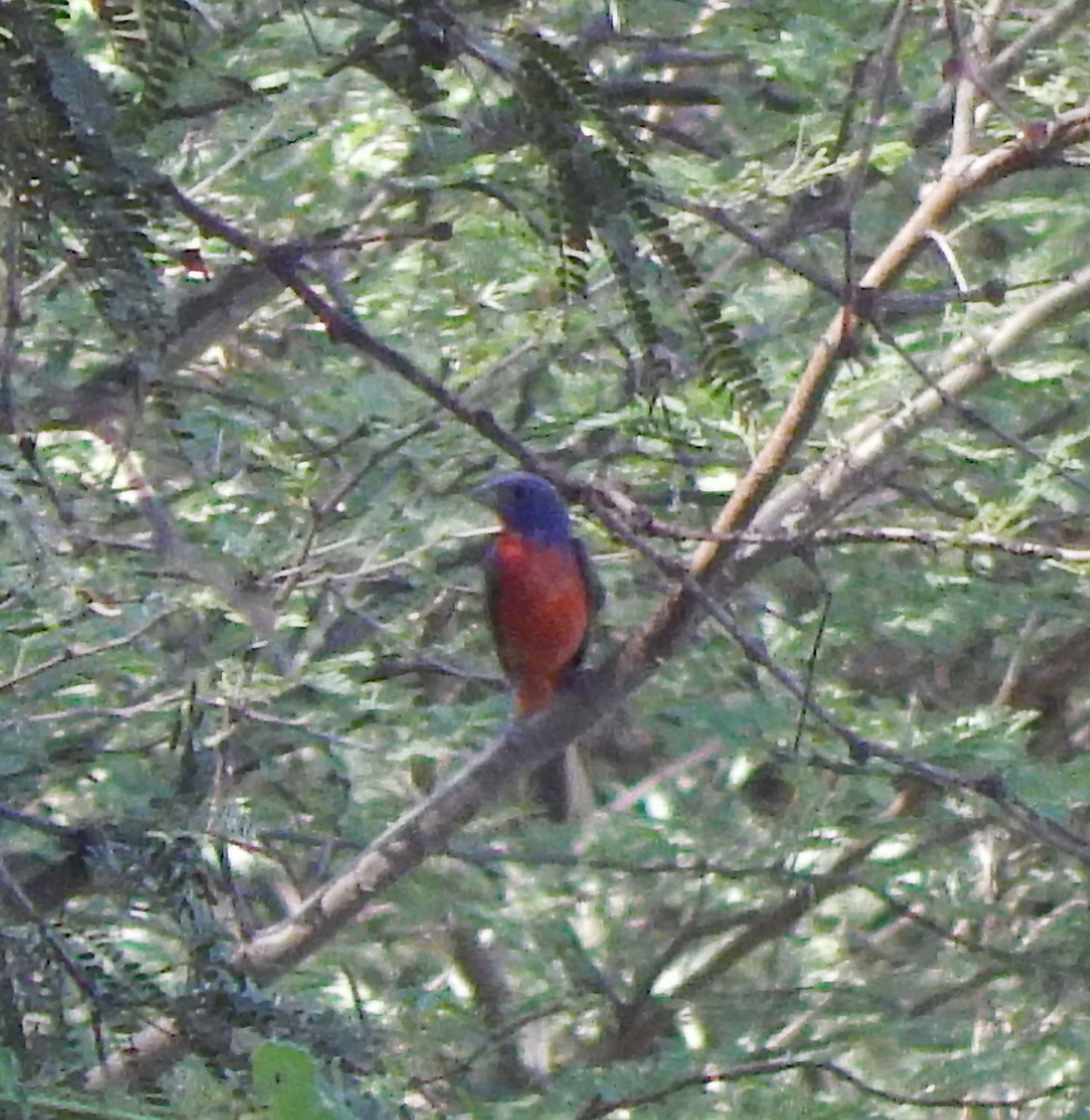 Painted Bunting - ML20311461