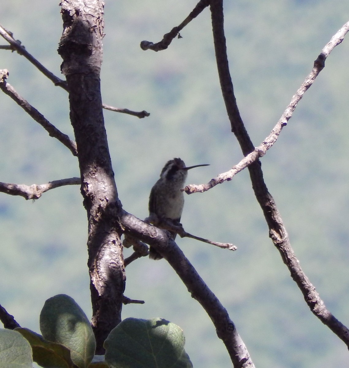 White-eared Hummingbird - Eric Hough