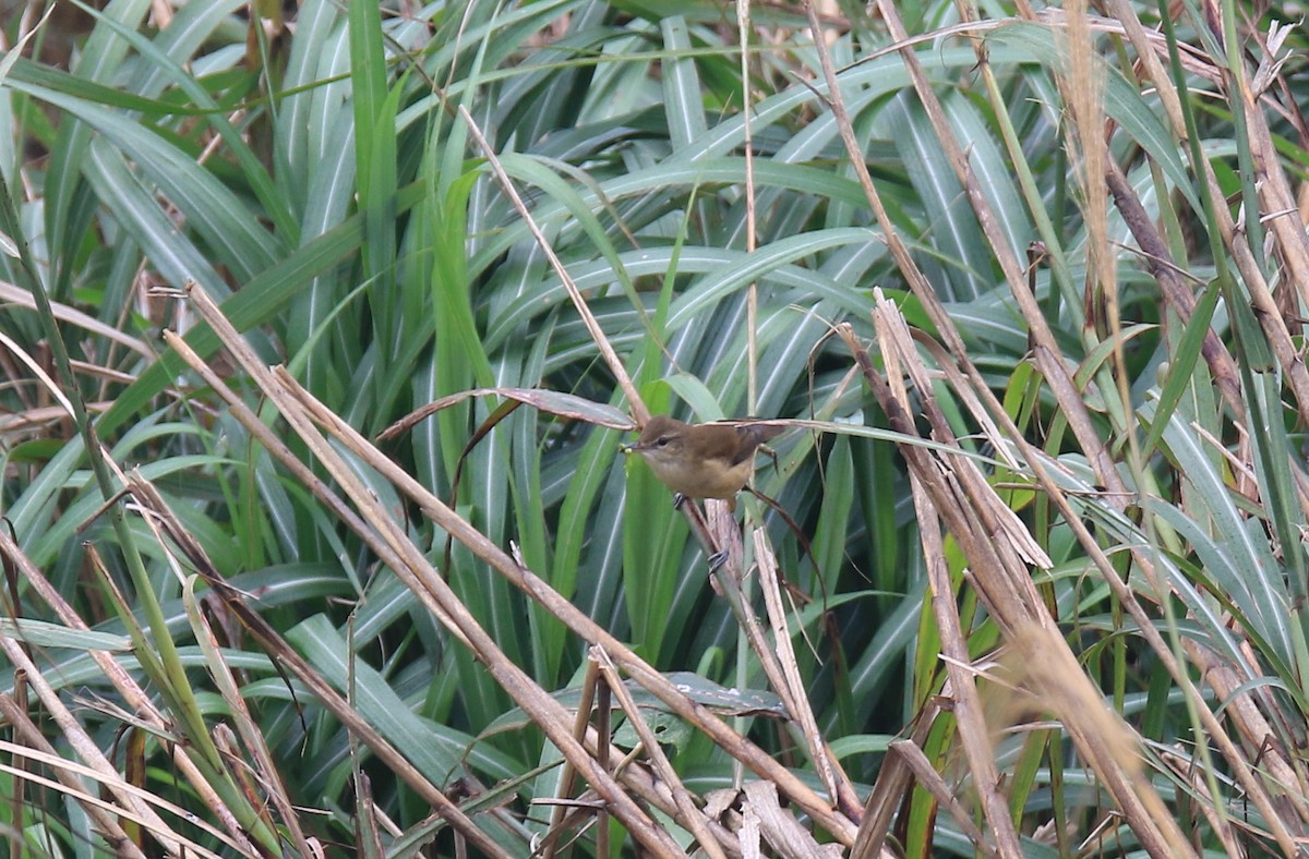 Oriental Reed Warbler - Allen Lyu