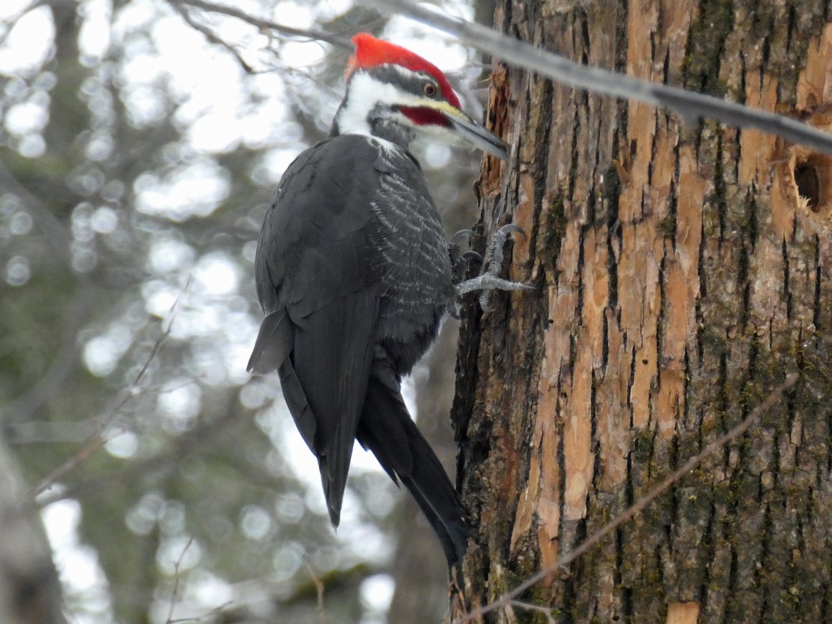 Pileated Woodpecker - Francis Brabant