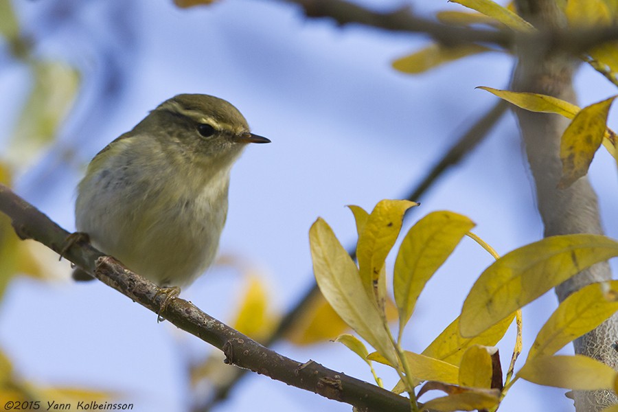 Yellow-browed Warbler - ML20313001