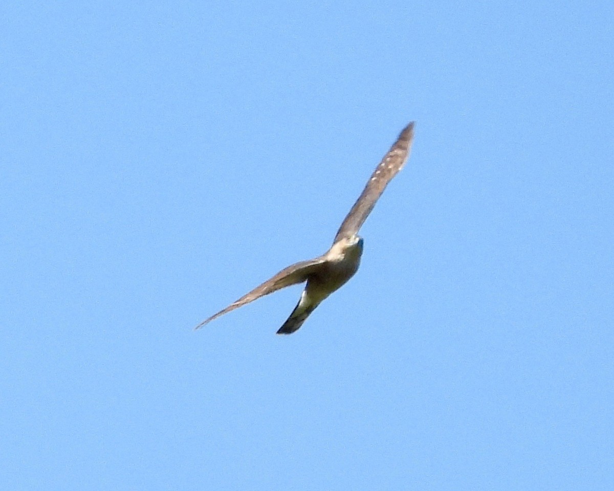 Sharp-shinned Hawk (Northern) - grete pasch