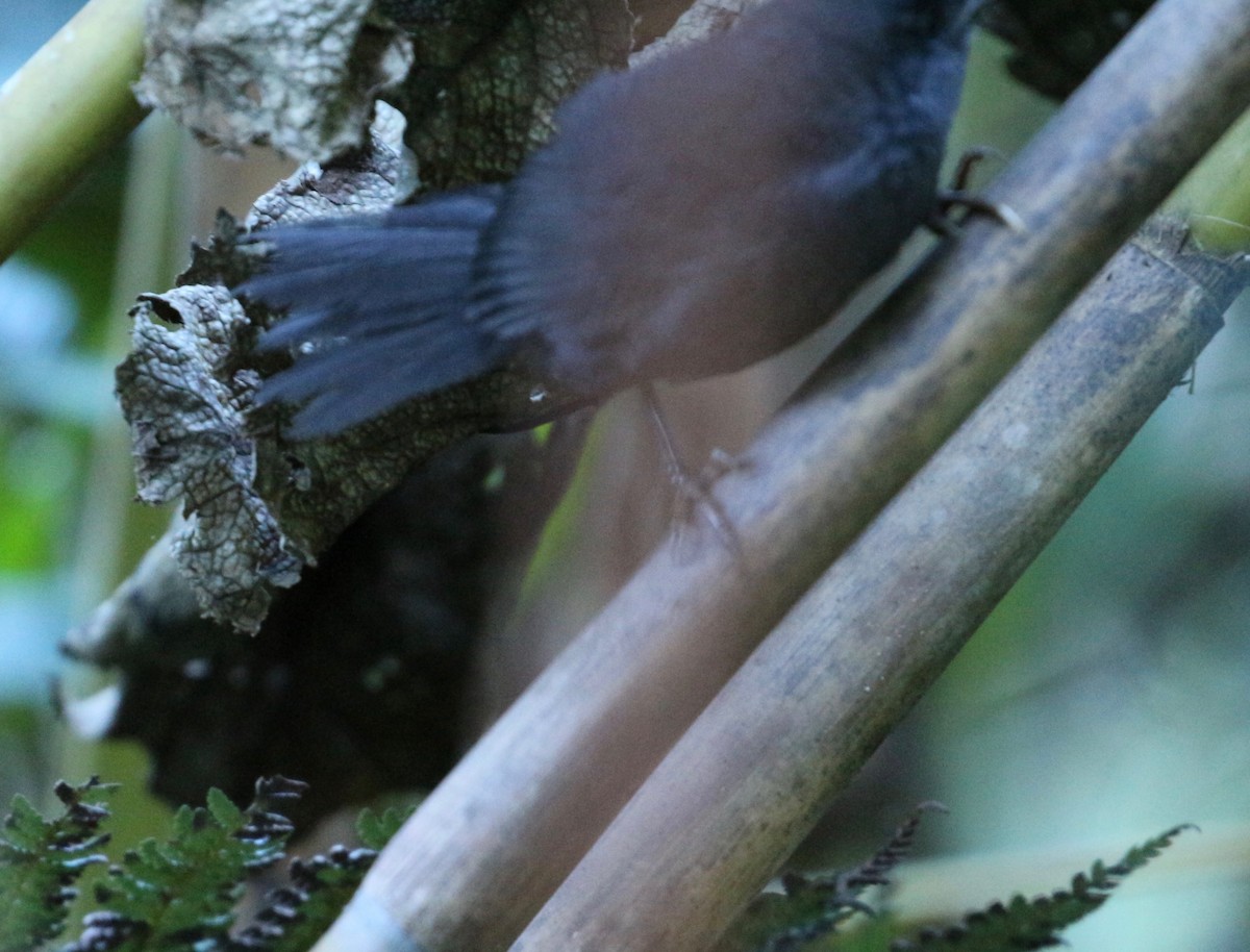Ash-colored Tapaculo - ML203138011