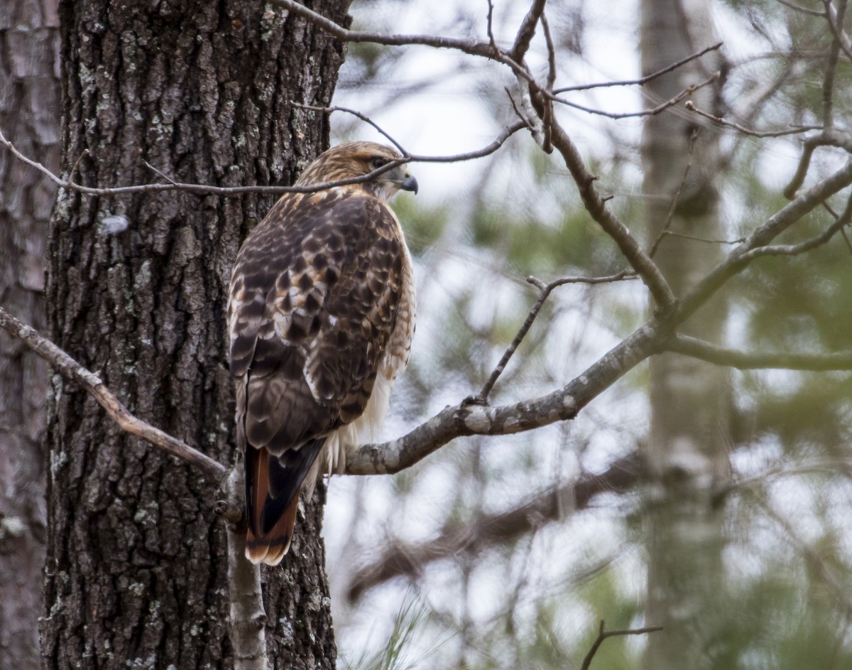 Red-tailed Hawk - ML203143411