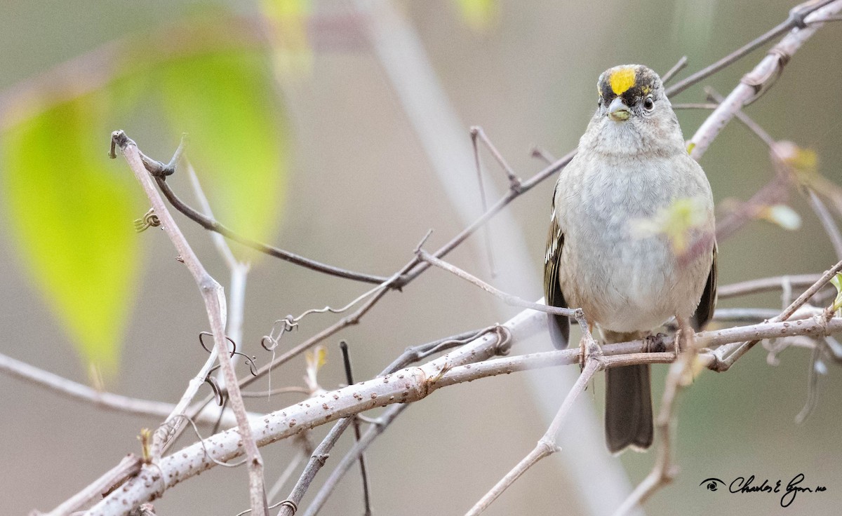 Golden-crowned Sparrow - Charles Lyon