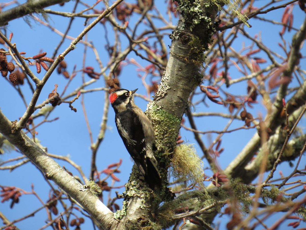Downy Woodpecker - Pam Otley