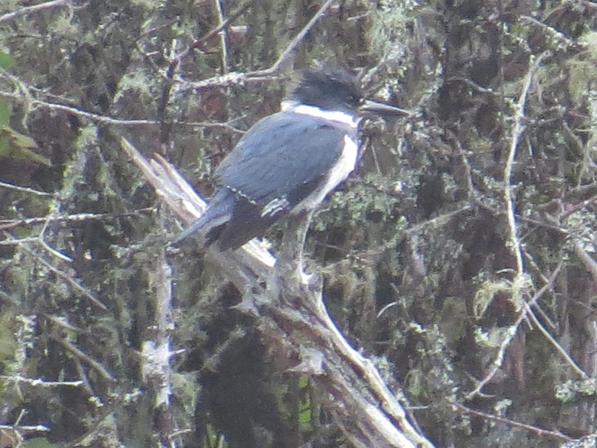 Belted Kingfisher - ML203146551