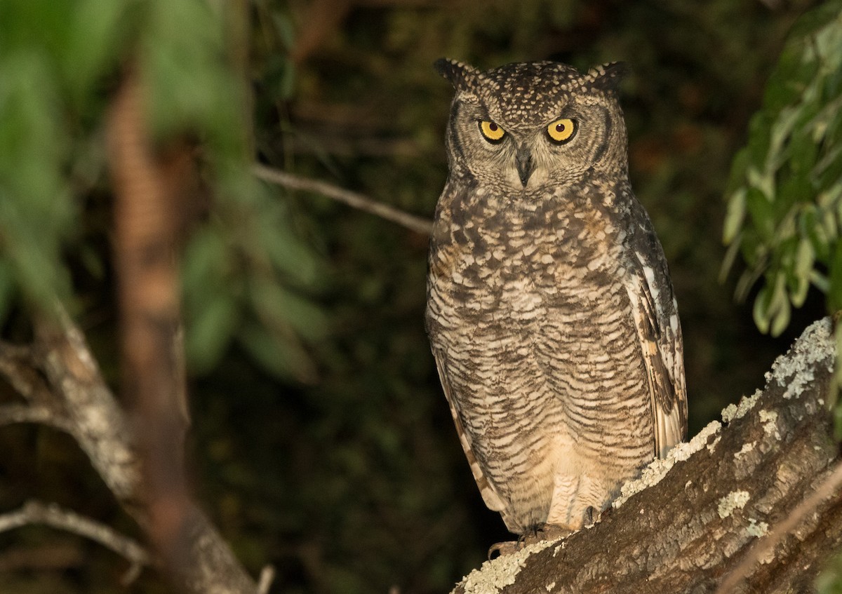 Spotted Eagle-Owl - ML203146911