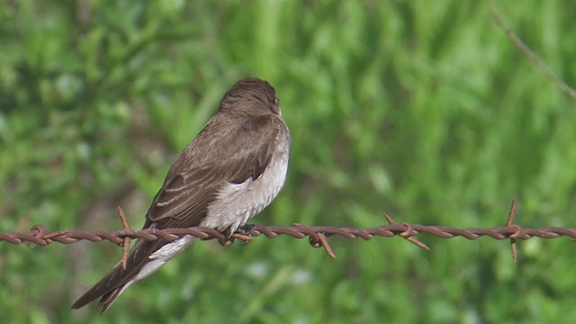 Northern Rough-winged Swallow - ML203147121
