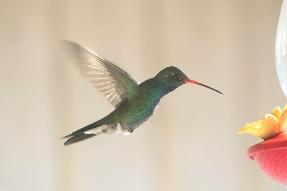 Broad-billed Hummingbird - Bob Friedrichs