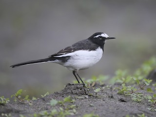  - Japanese Wagtail