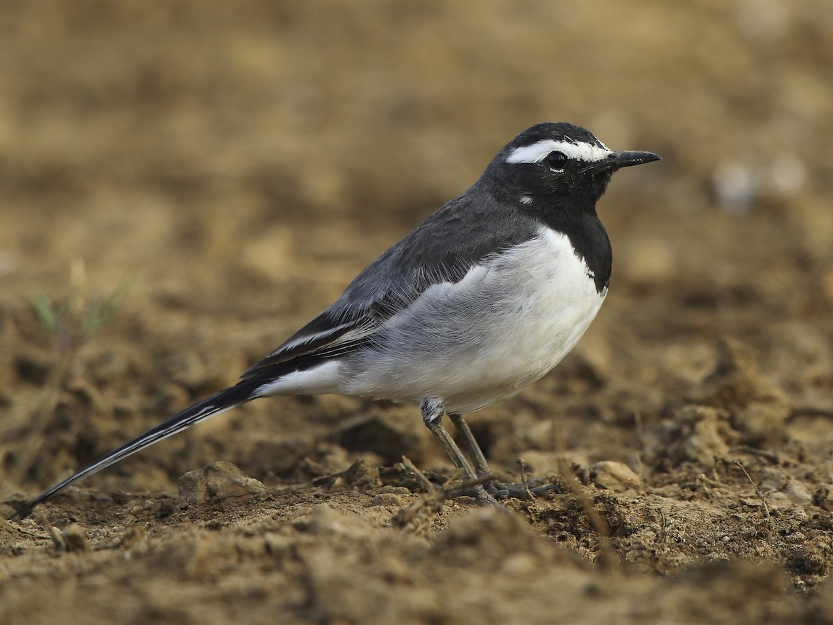 White-browed Wagtail - Motacilla maderaspatensis - Birds of the World