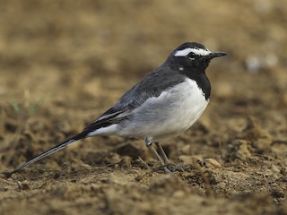  - White-browed Wagtail