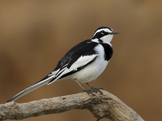  - African Pied Wagtail