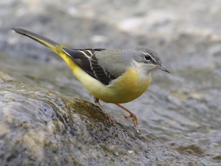  - Gray Wagtail